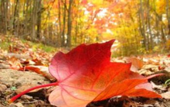 autumn-300x225