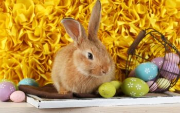 Cute red rabbit with Easter eggs on shelf on yellow fabric background
