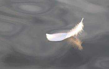 feather-5710948_960_720